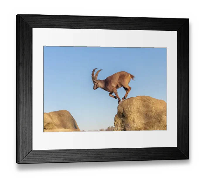 Framed Print : A male ibex (Capra ibex) leaps from rock to rock in the warm evening light