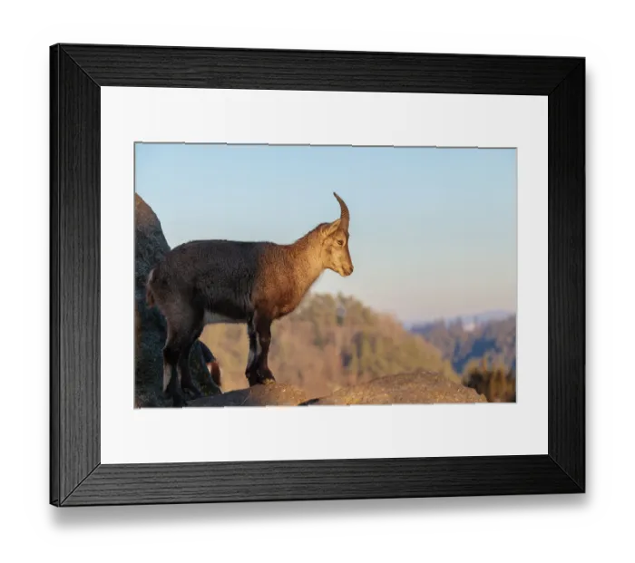 Framed Print : A female ibex (Capra ibex) stands on a rock in the warm evening light Framed Print : A female ibex (Capra ibex) stands on a rock in the warm evening light