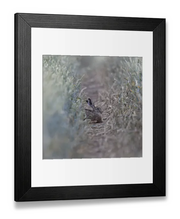 Framed Print : Quite cosy... European hare (Lepus europaeus) Framed Print : Quite cosy... European hare (Lepus europaeus)