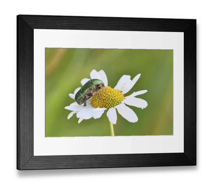 Framed Print : Rose chafer (Cetonia aurata), on a flower of a daisy (Leucanthemum vulgare) in a meadow