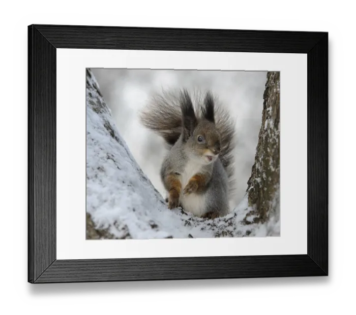 Framed Print : The squirrel on a tree, cold winter