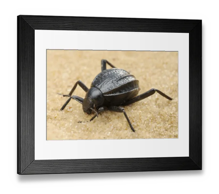 Framed Print : Mating darkling beetle in the desert, Israel