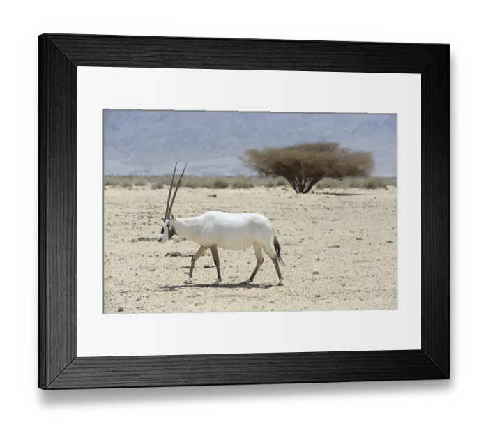 Framed Print : Oryx in the reserve Hai-Bar Yotvata in southern Israel Framed Print : Oryx in the reserve Hai-Bar Yotvata in southern Israel
