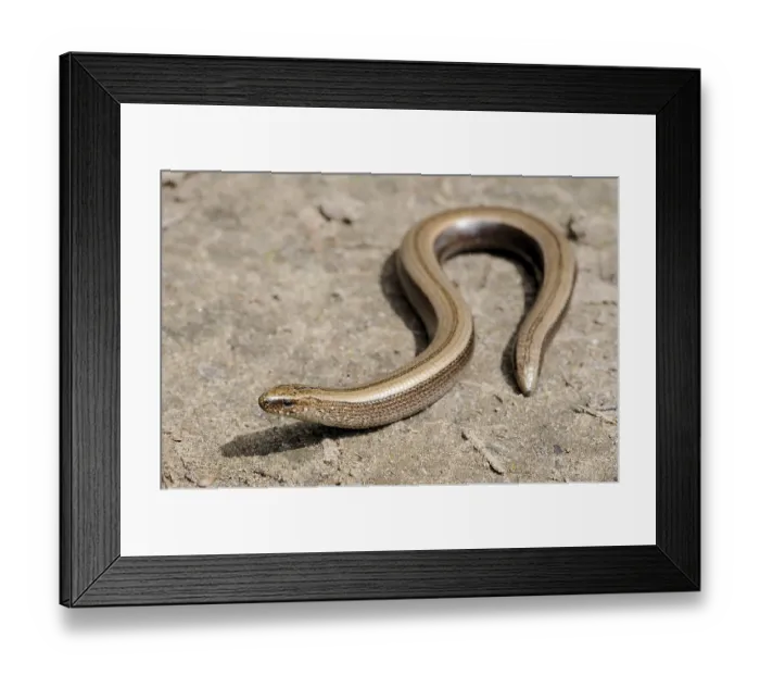 Framed Print : Rare animal, legless shiny harmless lizard slow worm on the ground