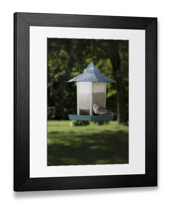 Framed Print : Chipping Sparrow on bird feeder Framed Print : Chipping Sparrow on bird feeder