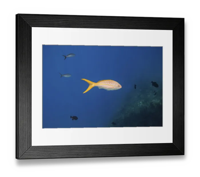 Framed Print : Yellowtail snapper swimming in the blue