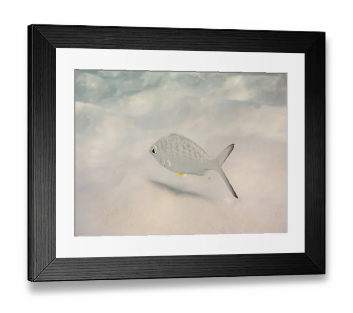 Framed Print : Small silver fish on sandy bottom