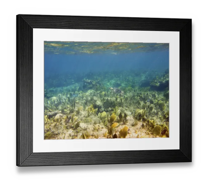 Framed Print : Hawksbill sea turtle in a atlantic coral reef