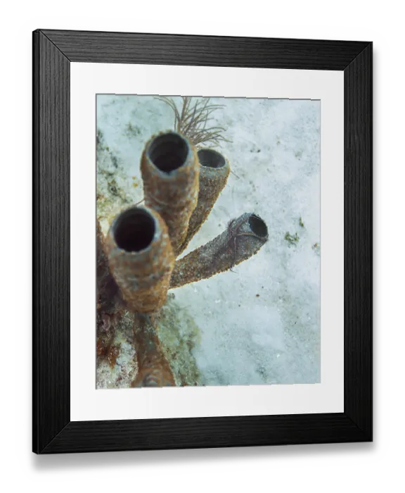 Framed Print : Spiny brittle star hanging off a tube sponge