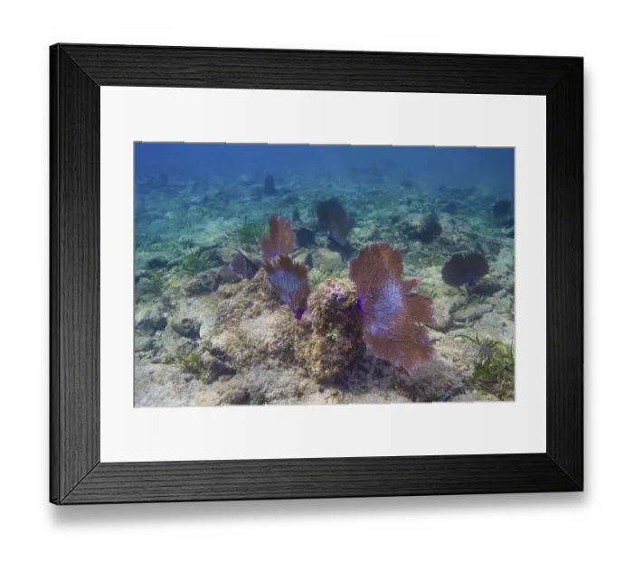 Framed Print : Multiple large coral fan in a reef