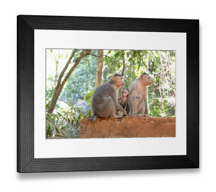 Framed Print : Barbary macaque ape, rhesus monkey family with baby