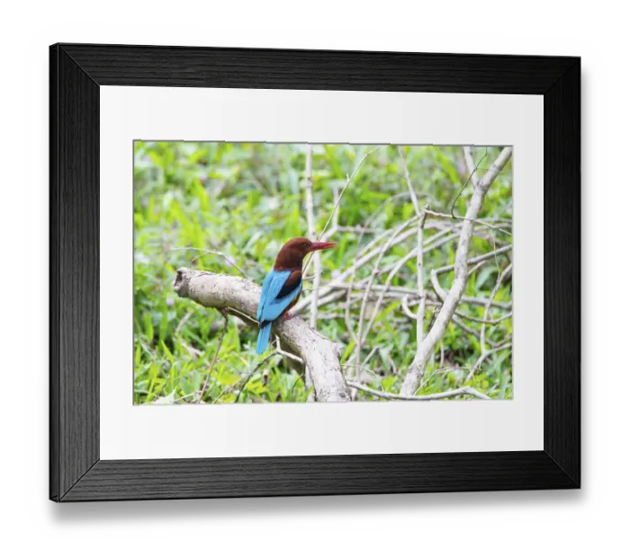 Framed Print : Braunliest, white throated kingfisher in India