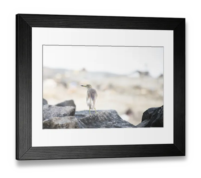 Framed Print : Indian pond heron bird or paddybird sitting on a rock
