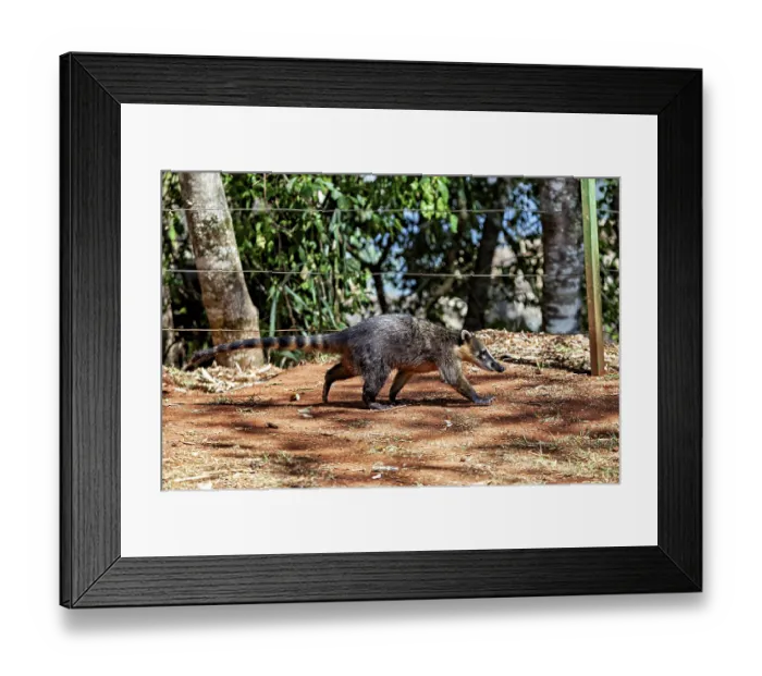Framed Print : Nasua moves on earthy ground surrounded by a wooded area Framed Print : Nasua moves on earthy ground surrounded by a wooded area