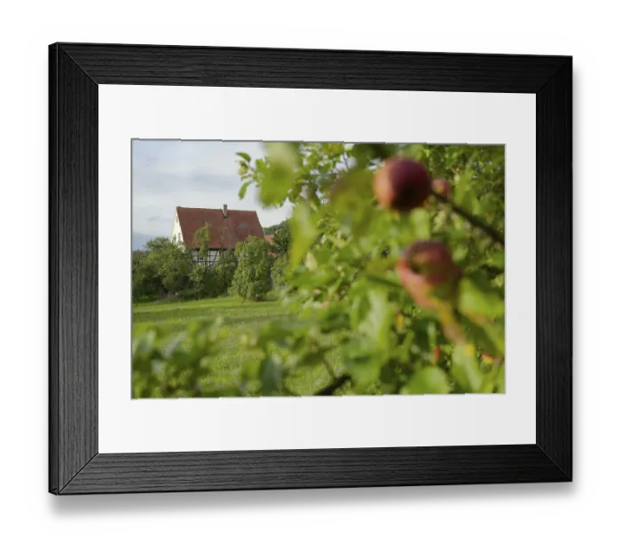 Framed Print : Orchard meadow in Rauhenbretzingen Framed Print : Orchard meadow in Rauhenbretzingen