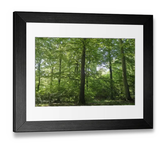 Framed Print : European beech forest in southern Sweden Framed Print : European beech forest in southern Sweden