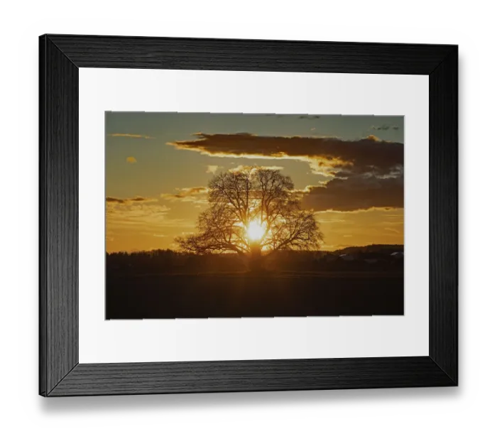 Framed Print : Sunset yellow sun with rays behind tree in front of forest scenery and reddish and blue sky