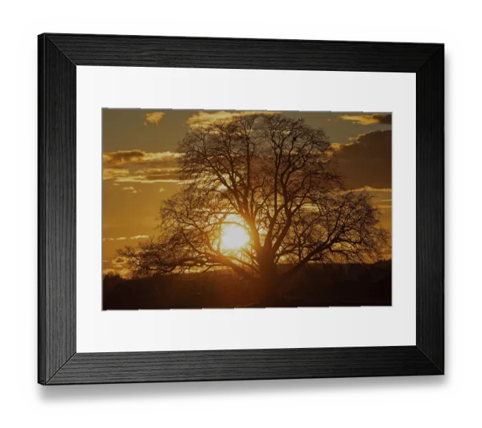 Framed Print : Sunset yellow sun with rays behind tree in front of forest scenery and reddish sky