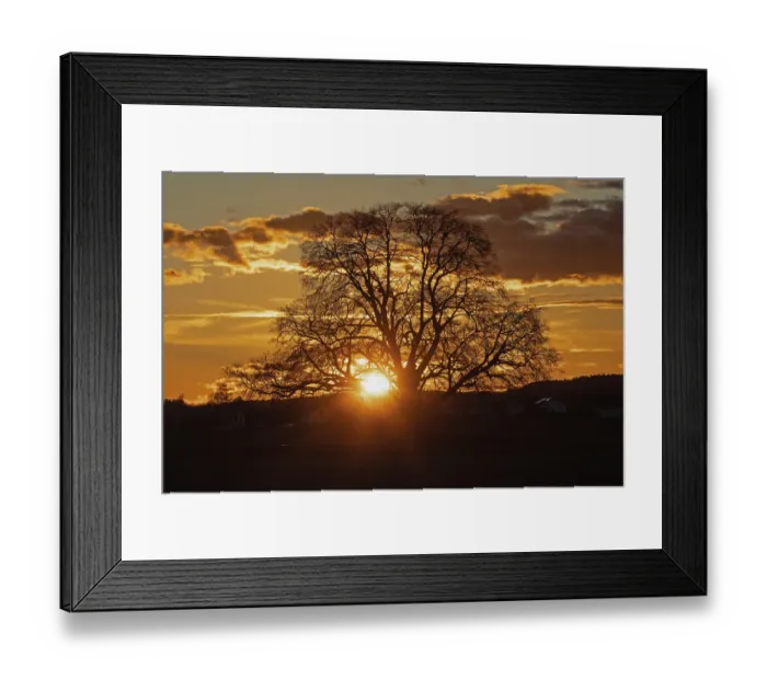 Framed Print : Sunset yellow sun with rays behind tree in front of forest scenery and reddish sky