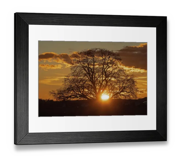 Framed Print : Sunset yellow sun with rays behind tree in front of forest scenery and reddish sky Framed Print : Sunset yellow sun with rays behind tree in front of forest scenery and reddish sky