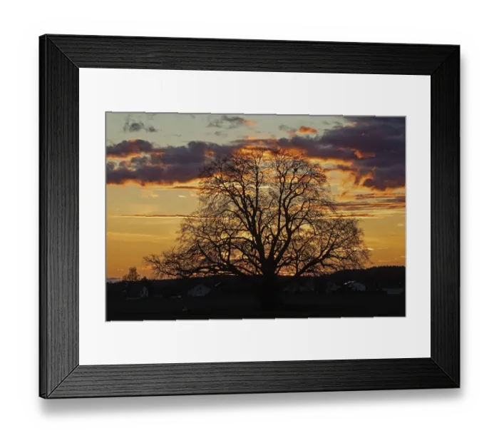 Framed Print : Sunset tree in front of forest backdrop with reddish and blue sky Framed Print : Sunset tree in front of forest backdrop with reddish and blue sky