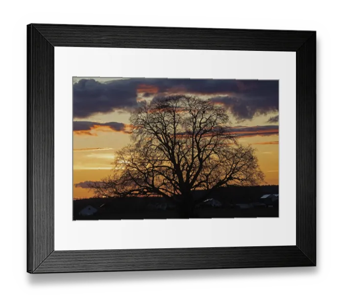 Framed Print : Sunset tree in front of tree backdrop with reddish and blue sky Framed Print : Sunset tree in front of tree backdrop with reddish and blue sky