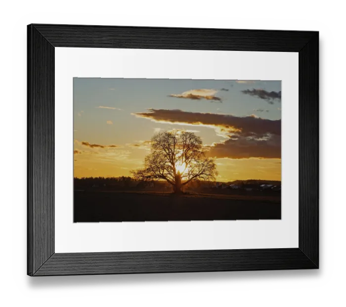 Framed Print : Sunset yellow sun with rays behind tree in front of forest scenery and reddish and blue sky Framed Print : Sunset yellow sun with rays behind tree in front of forest scenery and reddish and blue sky