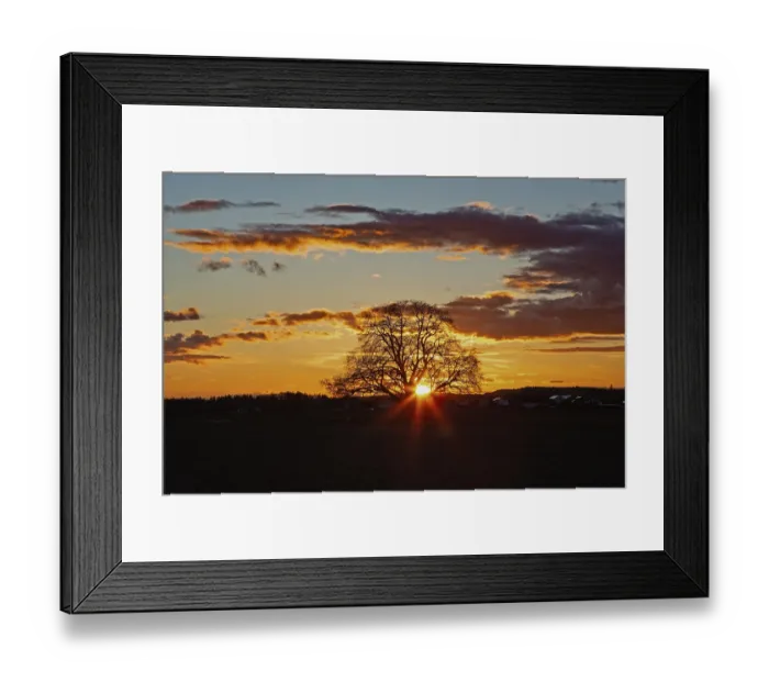 Framed Print : Sunset yellow sun with rays behind tree in front of forest scenery and reddish and blue sky