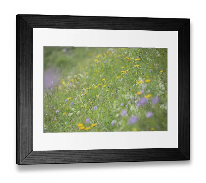 Framed Print : Blooming herb meadow on the alpine pasture in the Bavarian Alps