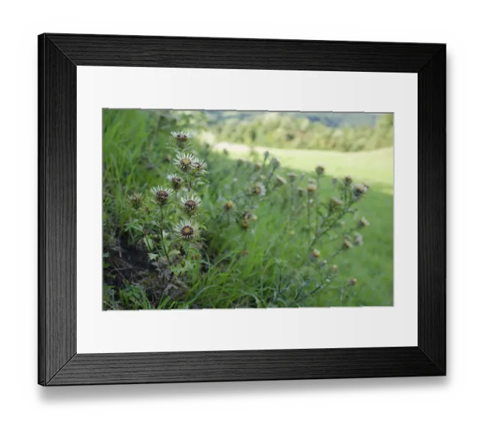 Framed Print : Golden thistle (Carlina vulgaris) Framed Print : Golden thistle (Carlina vulgaris)