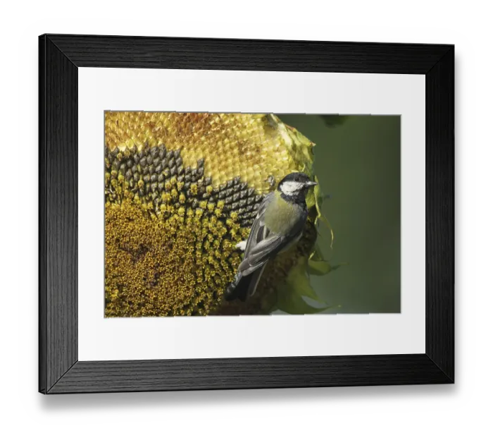 Framed Print : Great tit (Parus major) on the ripe seeds of a sunflower (Helianthus annuus) Allgau
