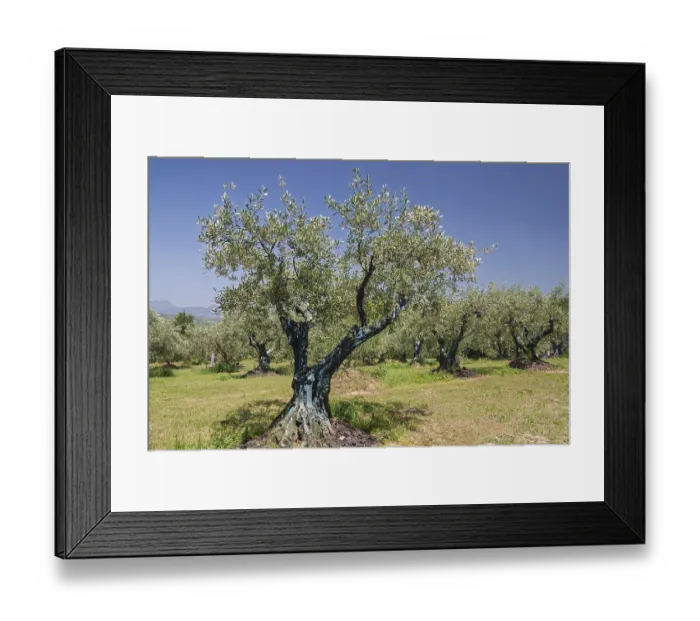 Framed Print : Olive tree plantation, Vaison-la-Romaine