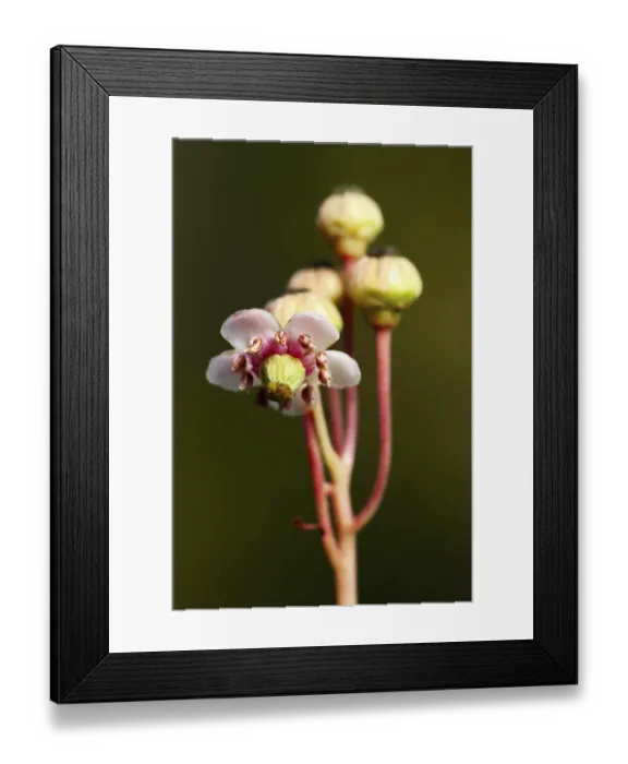 Framed Print : A small graceful flower umbellate wintergreen (Chimaphila umbellata) in a pine forest in Belarus Framed Print : A small graceful flower umbellate wintergreen (Chimaphila umbellata) in a pine forest in Belarus