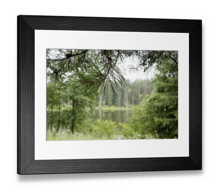 Framed Print : A beautiful forest with even tall trunks of middle-aged pines Framed Print : A beautiful forest with even tall trunks of middle-aged pines