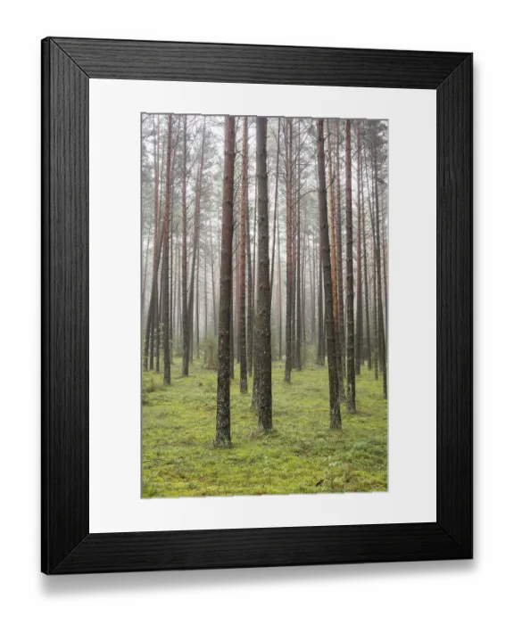 Framed Print : A beautiful forest with even tall trunks of middle-aged pines