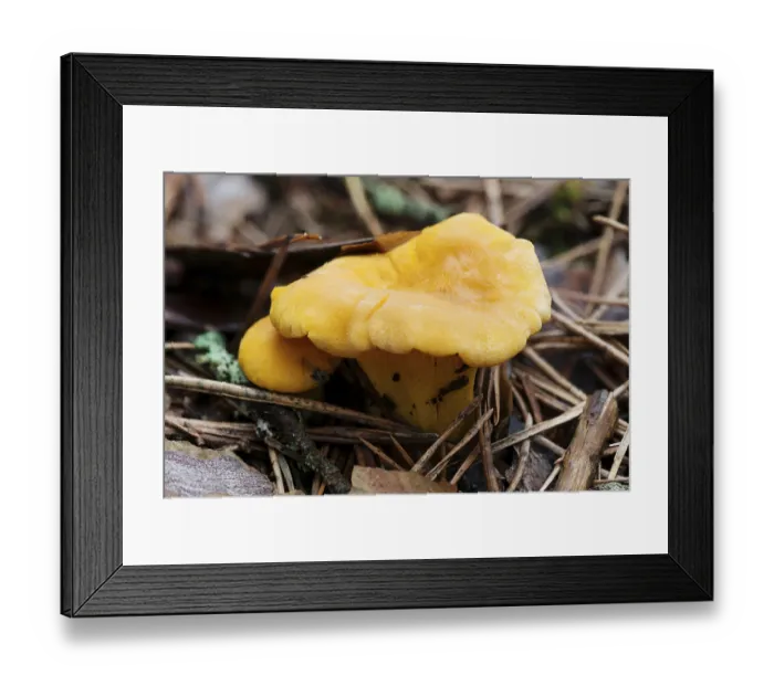 Framed Print : Bright orange edible chanterelle mushrooms growing on the ground in a pine forest Framed Print : Bright orange edible chanterelle mushrooms growing on the ground in a pine forest