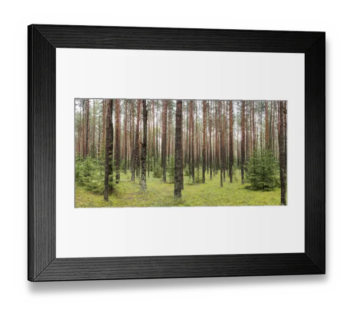 Framed Print : A beautiful forest with even tall trunks of middle-aged pines Framed Print : A beautiful forest with even tall trunks of middle-aged pines