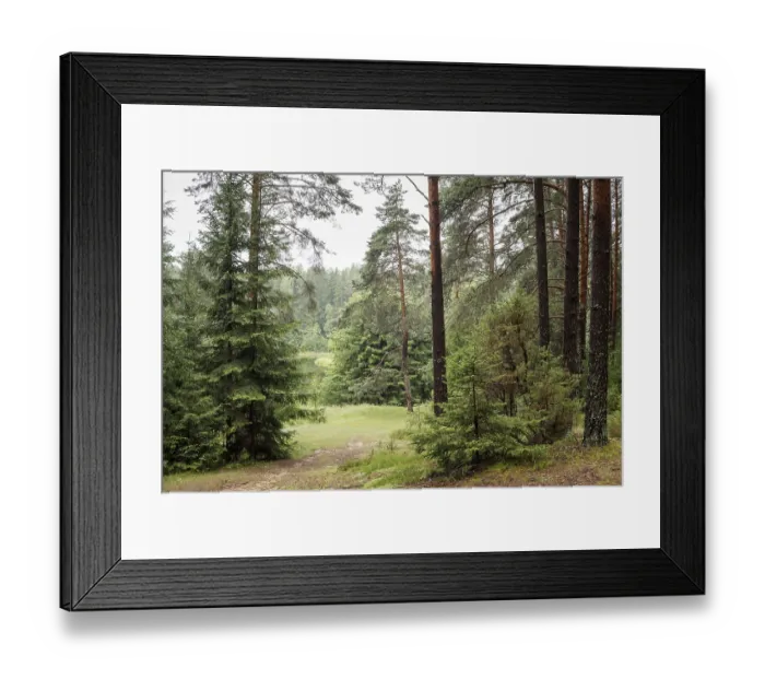 Framed Print : A beautiful forest with even tall trunks of middle-aged pines