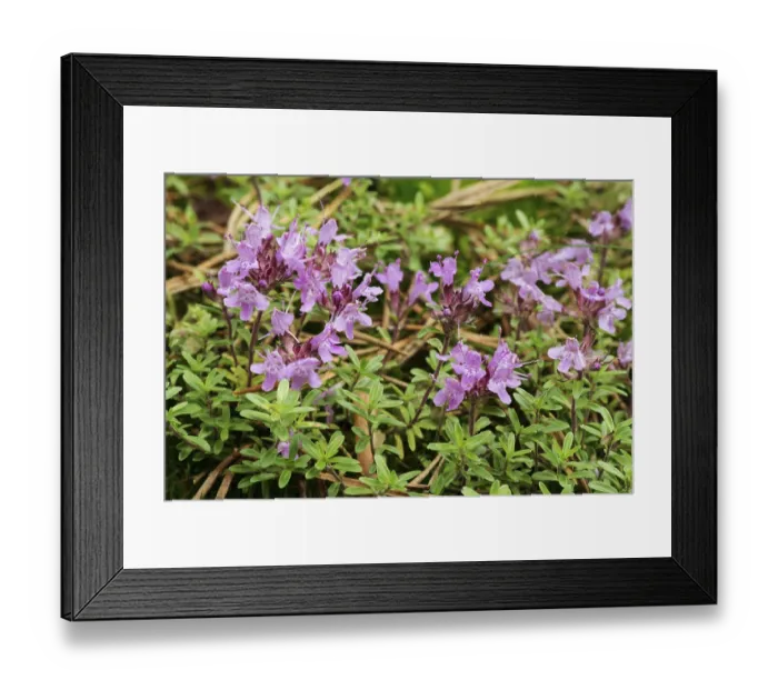 Framed Print : Flower of the useful wild thyme plant (Thymus serpyllum) at the edge of the pine forest