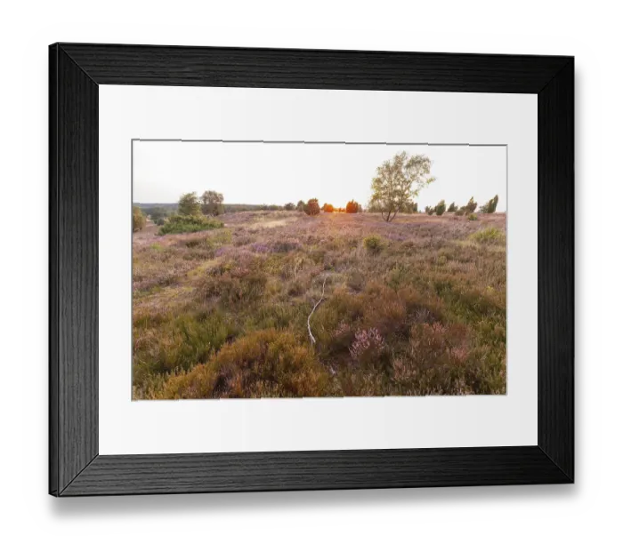 Framed Print : Beautiful sunset over the blooming heath on Wilseder Berg