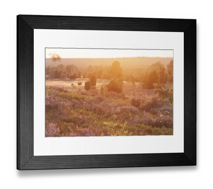 Framed Print : Beautiful sunset over the blooming heath on Wilseder Berg Framed Print : Beautiful sunset over the blooming heath on Wilseder Berg