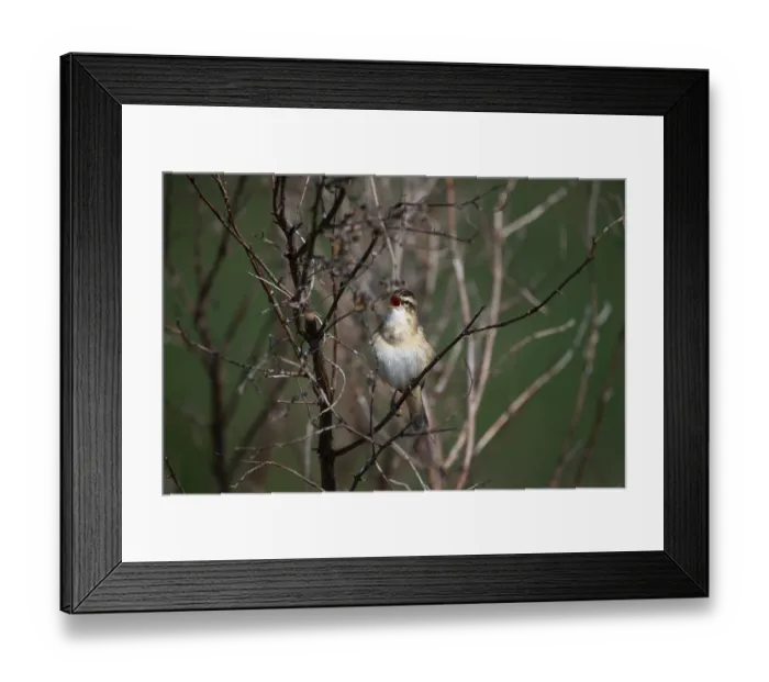 Framed Print : Reed warbler (Acrocephalus schoenobaenus) Framed Print : Reed warbler (Acrocephalus schoenobaenus)