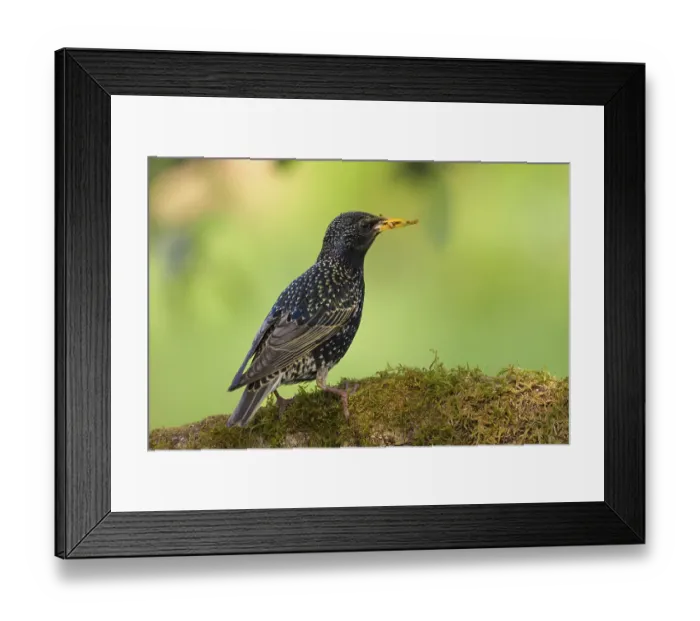 Framed Print : Starling (Sturnus vulgaris) on a branch with moss Framed Print : Starling (Sturnus vulgaris) on a branch with moss