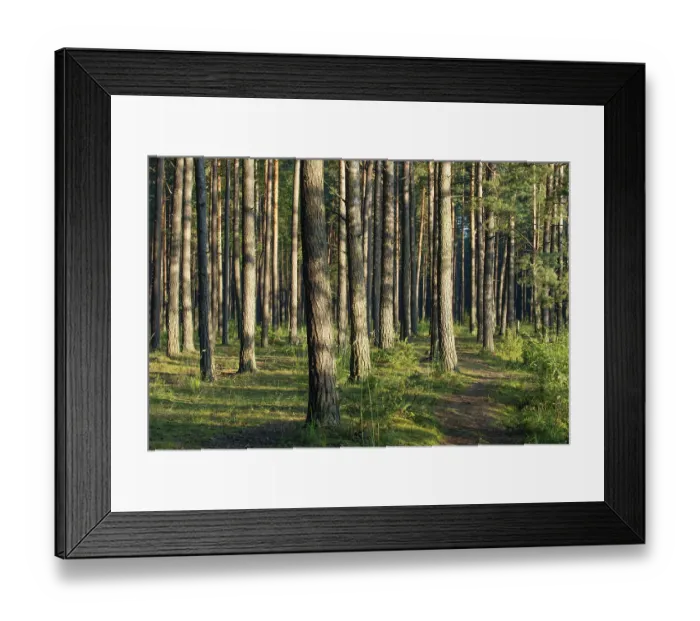 Framed Print : Pine forest, sunlit tree trunks and bushes on a summer morning Framed Print : Pine forest, sunlit tree trunks and bushes on a summer morning
