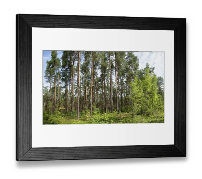 Framed Print : Pine forest, sunlit tree trunks and bushes on a summer morning