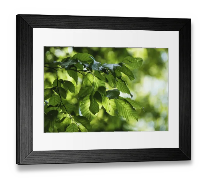 Framed Print : Fresh foliage of copper beech, Grafenberg Forest