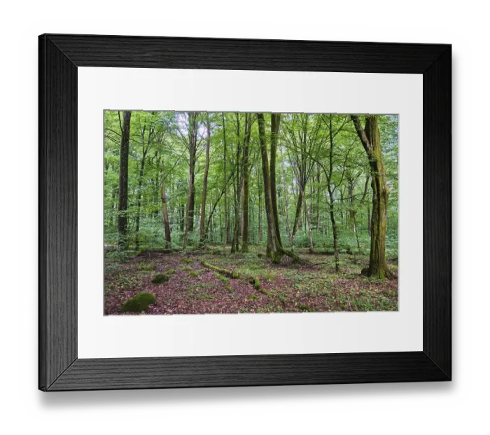 Framed Print : Forest with copper beeches, Soderasen Framed Print : Forest with copper beeches, Soderasen