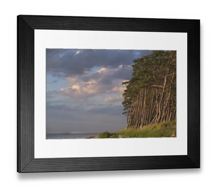 Framed Print : Pine forest on the Bodden near Greifswald