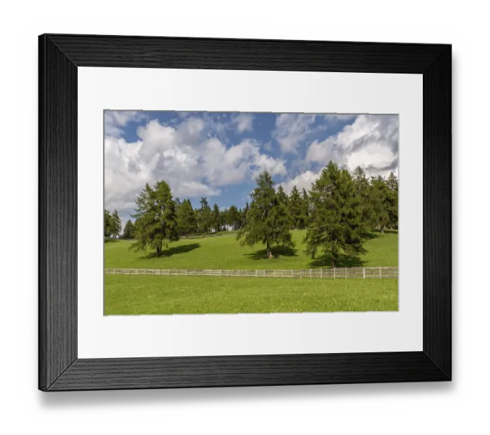 Framed Print : Alpine meadow with larch forest and traditional pasture fence in South Tyrol Framed Print : Alpine meadow with larch forest and traditional pasture fence in South Tyrol