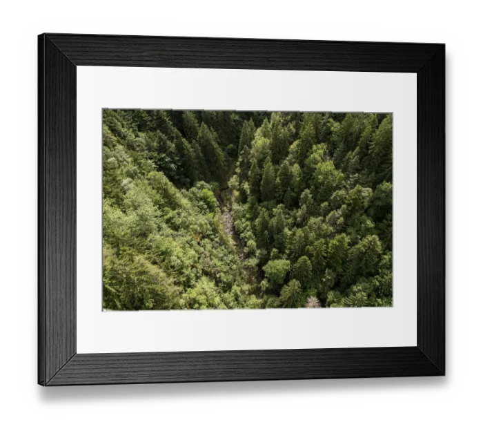 Framed Print : Bird's eye view of dense coniferous forest in a steep gorge Bird's eye view of dense coniferous forest in a steep